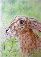 /album/zvieratka-suchy-pastel/obraz-678-jpg/